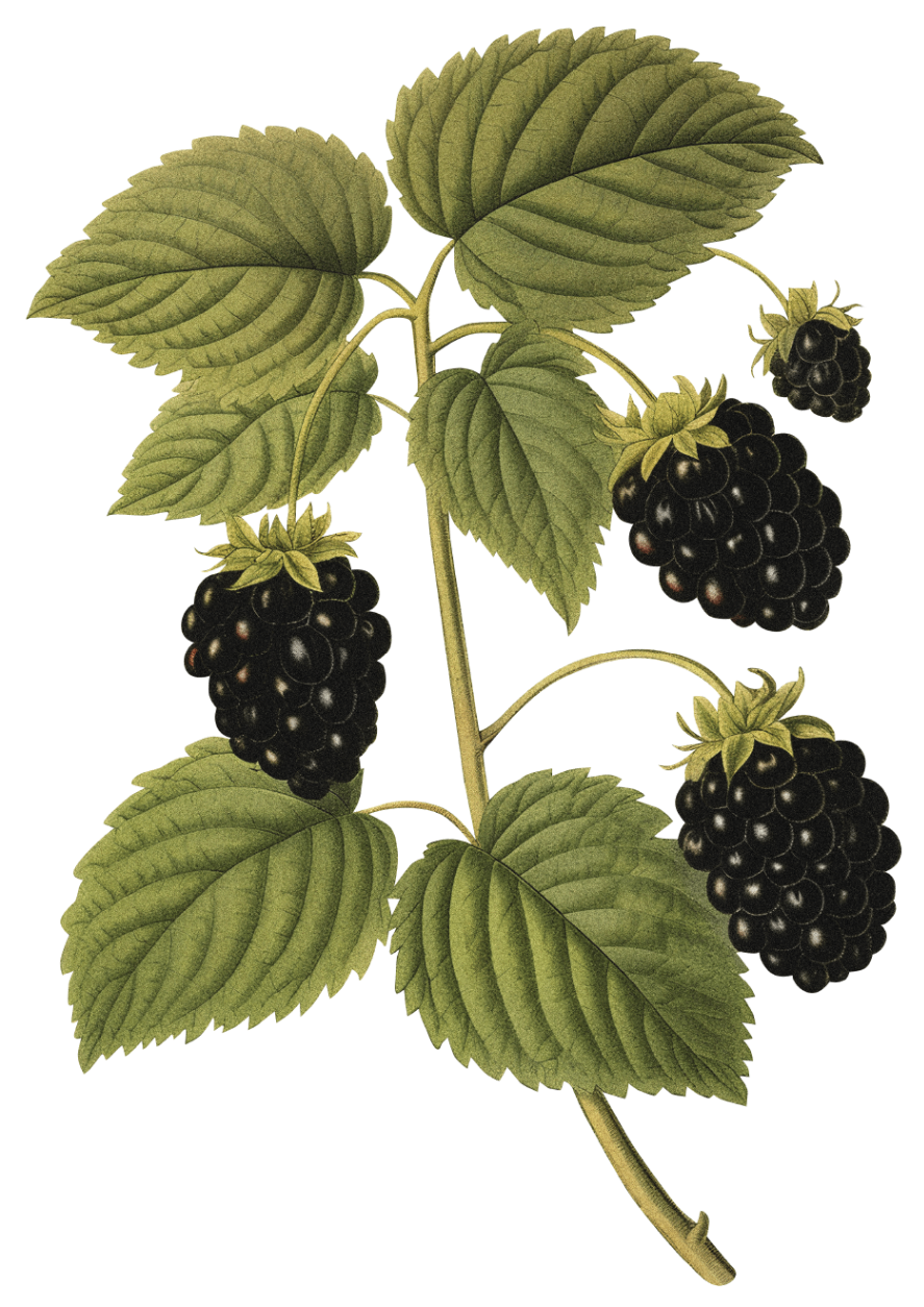 Botanical blackberry illustration